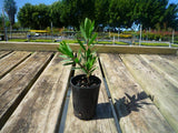 Dwarf Bottlebrush - Callistemon Little John