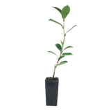 Camellia Sasanqua Hiryu