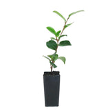 Camellia Sasanqua Plantation Pink