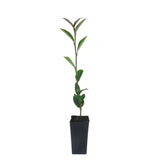 Camellia Sasanqua Pure Silk