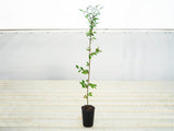 Chinese Elm - Ulmus Parvifolia