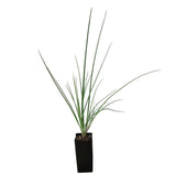 Chives Herb - Allium schoenoprasum