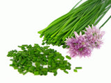 Chives Herb - Allium schoenoprasum