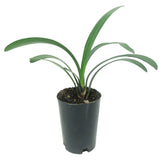 Clivia Miniata
