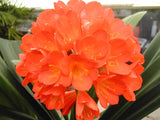 Clivia Miniata
