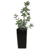 Coastal Rosemary - Westringia Fruticosa