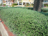 Coastal Rosemary - Westringia Fruticosa