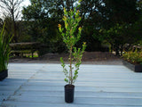 Coastal Tea Tree - Leptospermum Laevigatum