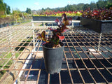 Coprosma Roys Red