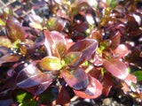 Coprosma Roys Red