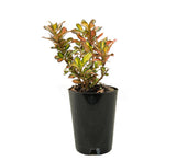 Coprosma Tequila Sunrise