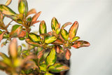 Coprosma Tequila Sunrise