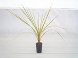 Cabbage Tree Green - Cordyline Australis