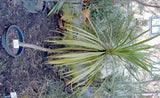 Cabbage Tree Green - Cordyline Australis