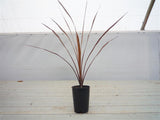 Cabbage Tree Purple - Cordyline Australis