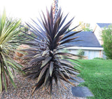 Cabbage Tree Purple - Cordyline Australis