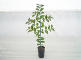 Crepe Myrtle Tonto - Lagerstroemia indica