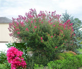 Crepe Myrtle Tonto - Lagerstroemia indica