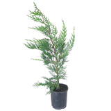 Leighton Green Conifer Hedge - Leyland Cypress - 140mm pots