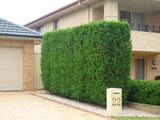 Leighton Green Conifer Hedge - Leyland Cypress - 140mm pots