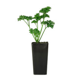 Curly Parsley Herb - Petroselinum Crispum