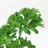Curly Parsley Herb - Petroselinum Crispum