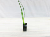 African Iris - Dietes Iridioides
