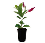 Dipladenia sanderii Aloha Red - Brazilian Jasmine