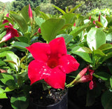 Dipladenia sanderii Aloha Red - Brazilian Jasmine