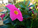 Dipladenia sanderii Red Riding Hood - Brazilian Jasmine