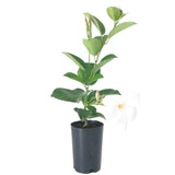 Dipladenia sanderii White - Brazilian Jasmine