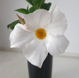 Dipladenia sanderii White - Brazilian Jasmine
