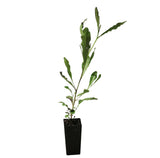 Green Hop Bush - Dodonaea Viscosa Green