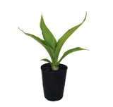 Gymea Lily - Doryanthes excelsa