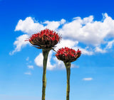 Gymea Lily - Doryanthes excelsa