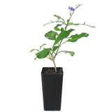 Duranta Geisha Girl Plant - Duranta Repens