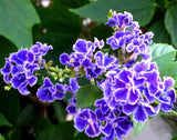 Duranta Geisha Girl Plant - Duranta Repens