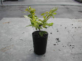 Duranta Sheenas Gold - Duranta Repens