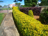 Duranta Sheenas Gold - Duranta Repens