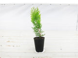 Dwarf Golden Biota - Thuja orientalis 'Aurea Nana'