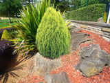 Dwarf Golden Biota - Thuja orientalis 'Aurea Nana'