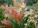 Dwarf Lilly Pilly - Acmena Smithii Minor - 140mm pot.
