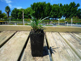 Dwarf Mondo grass - Ophiopogon Japonicus Nanus END OF BATCH / IMPERFECT STOCK