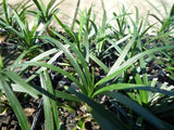 Dwarf Mondo grass - Ophiopogon Japonicus Nanus END OF BATCH / IMPERFECT STOCK