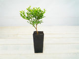 Murraya Min-a-min - Murraya Paniculata Dwarf