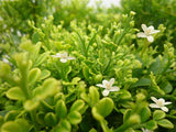 Murraya Min-a-min - Murraya Paniculata Dwarf