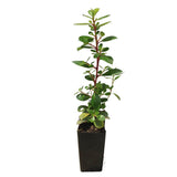 Escallonia Pink Pixi