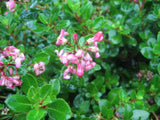 Escallonia Pink Pixi