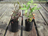 Dwarf Sacred Bamboo - Nandina Domestica Nana