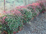 Dwarf Sacred Bamboo - Nandina Domestica Nana